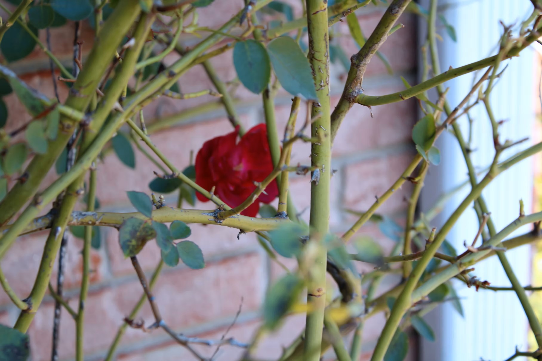 Getting Past the Thorns: Keatyn’s Lesson